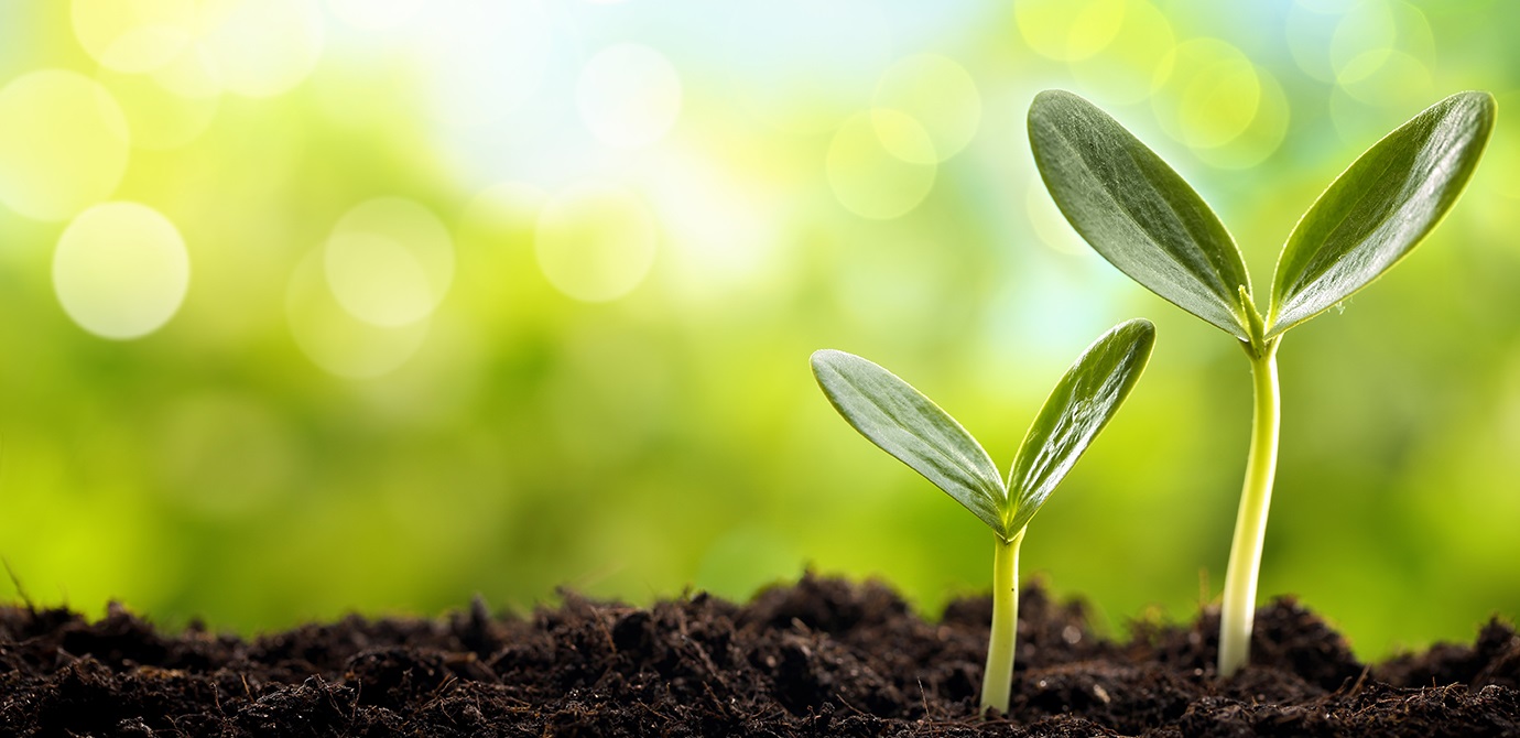 Organic Fertilizers